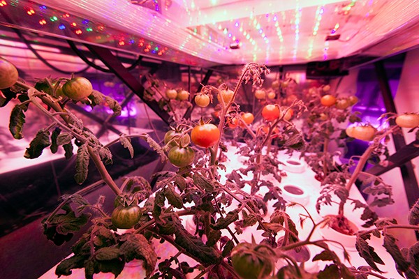 植物照明前景看好，科技巨头们跨行“种菜”